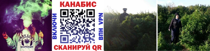 Бошки Шишки гибрид  Купить закладки  Пошехонье 